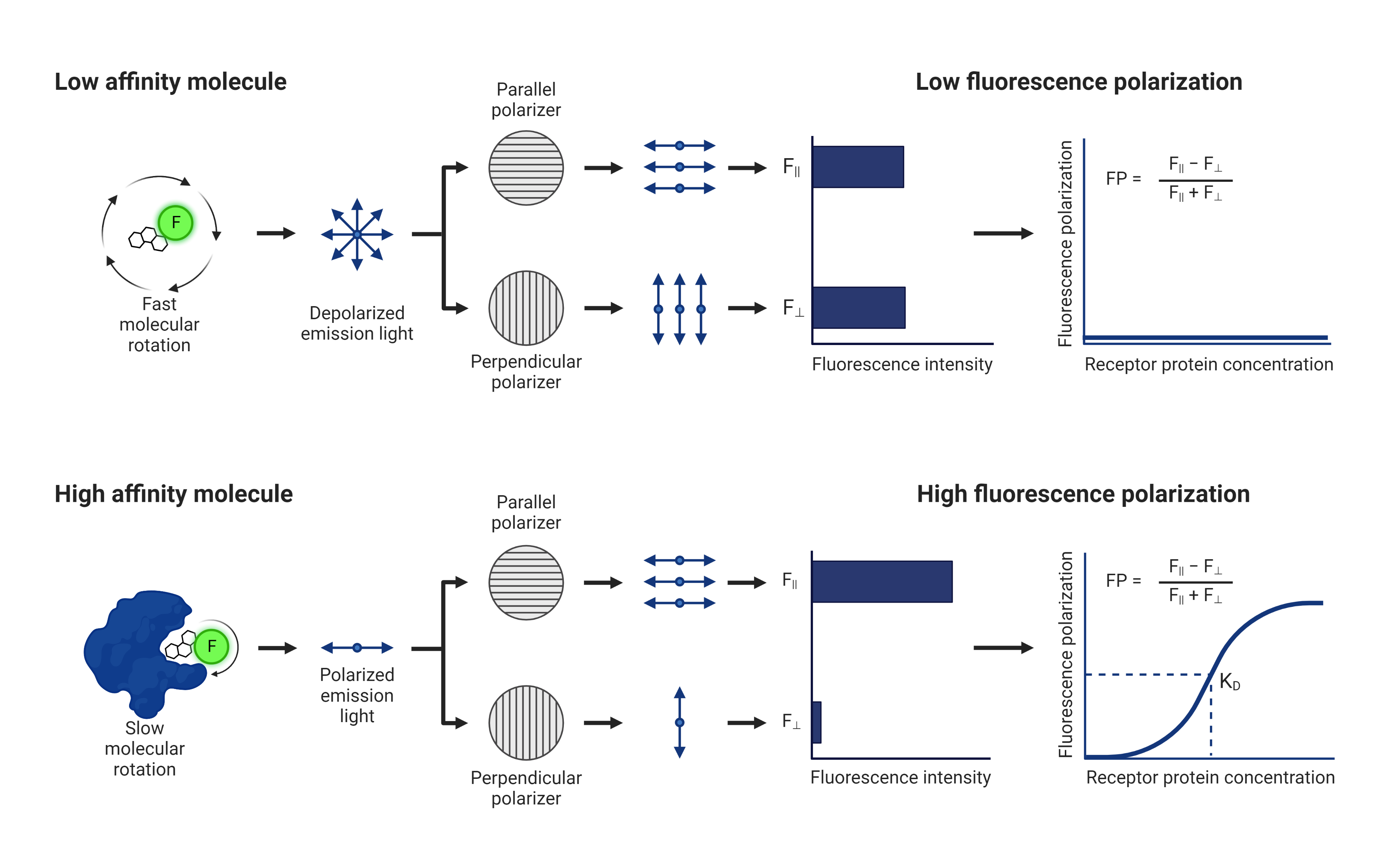 Kinases AAT Bioquest